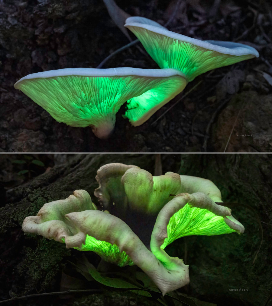 Bioluminescent ghost fungus (Omphalotus nidiformis) - Corunna NSW