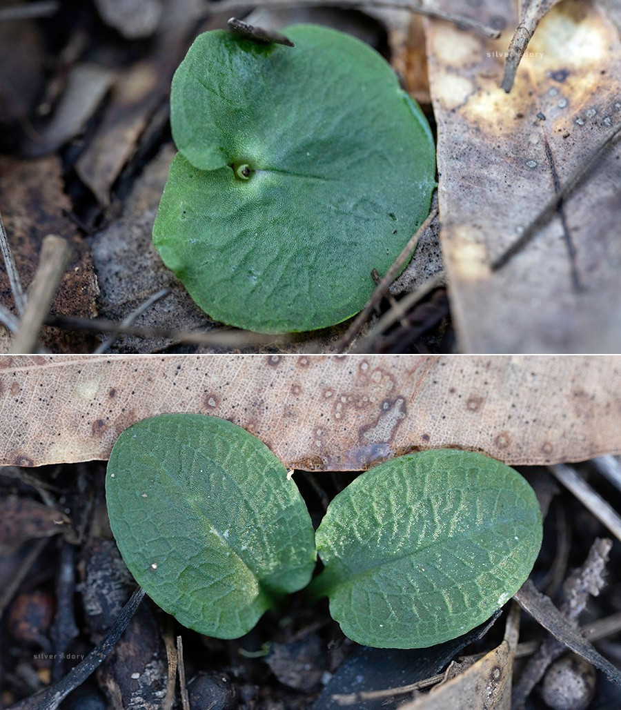 Fringed helmet orchids (Corybas fimbriatus) in Croajingolong NP, VIC - none in flower yet at this location.