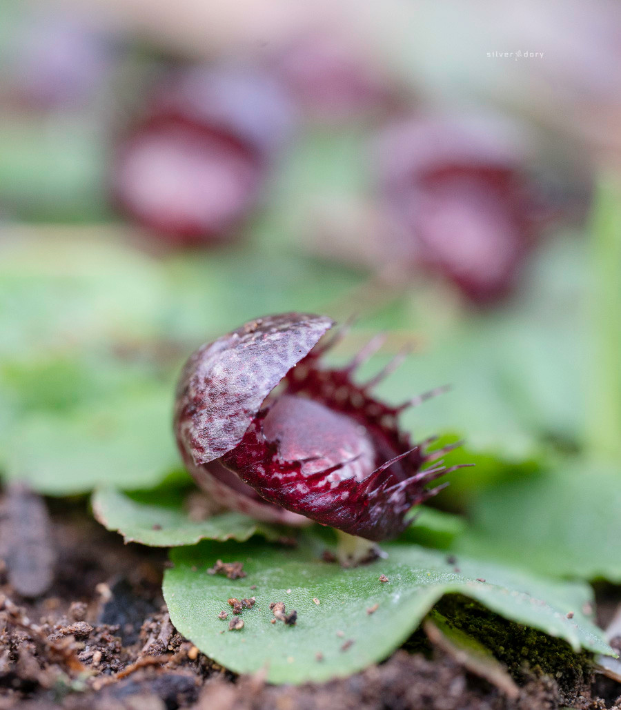 Fringed helmet orchids (Corybas fimbriatus) flowering in Croajingolong NP, VIC - winter 2022.