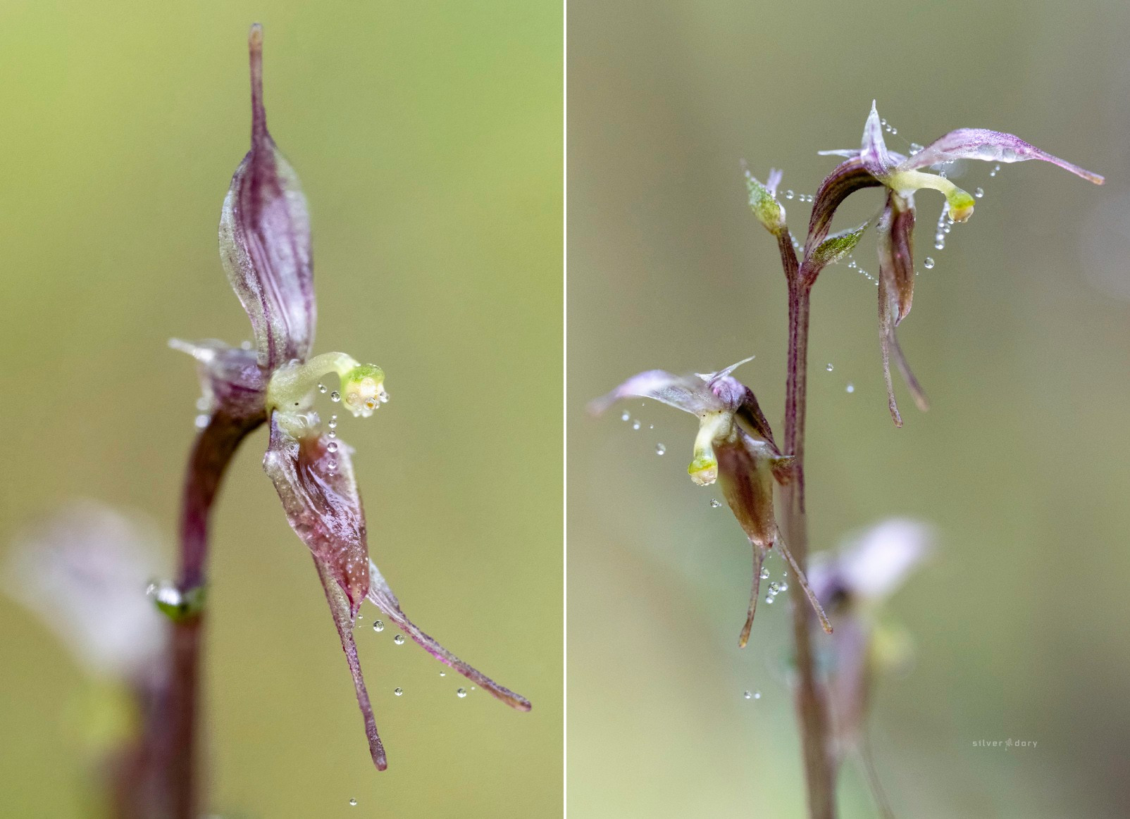 Small mosquito orchids (Acianthus pusillus) flowering on the edge of Croajingolong National Park.