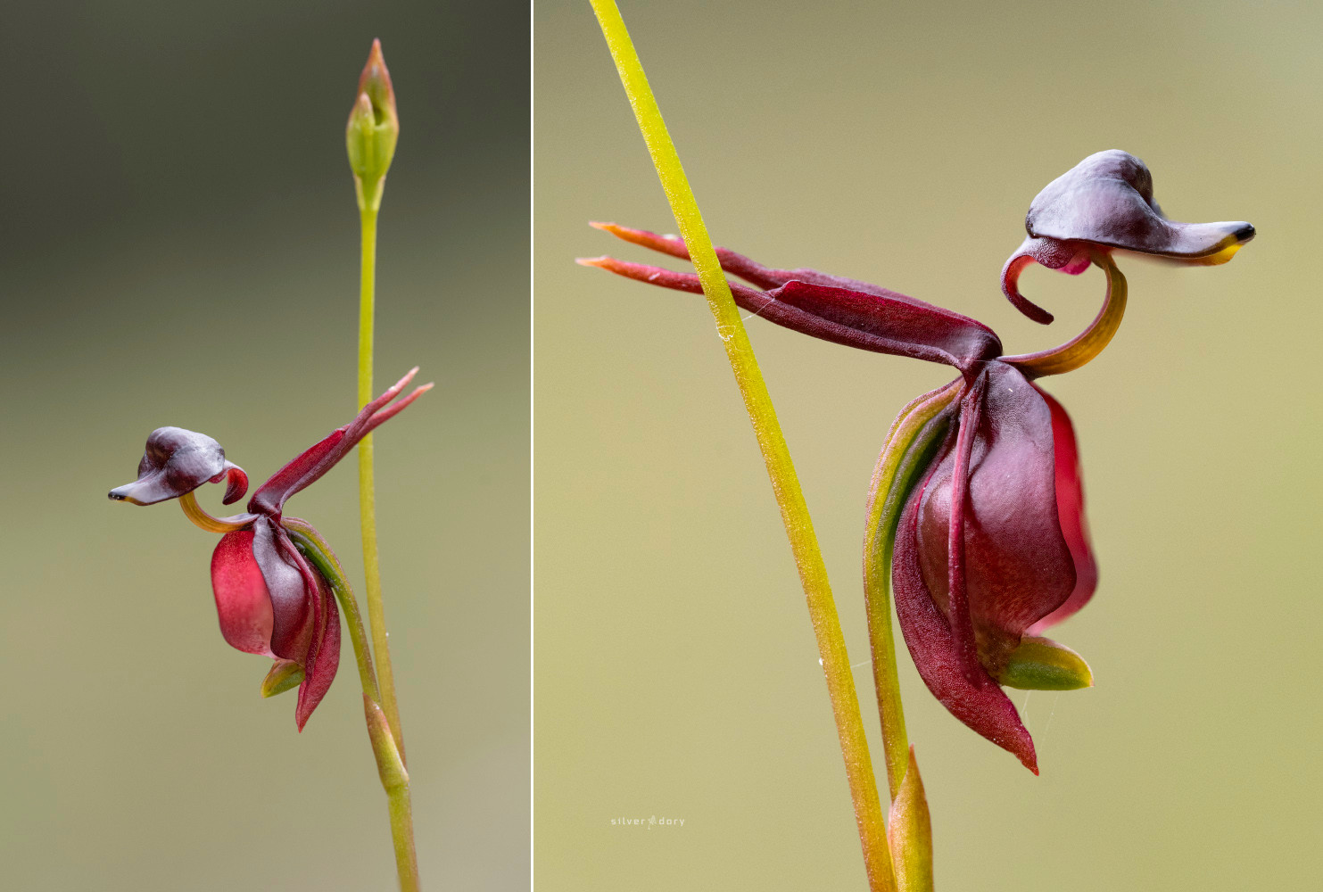 Large duck orchid (Caleana major) flowering near Mallacoota, VIC - spring 2024.