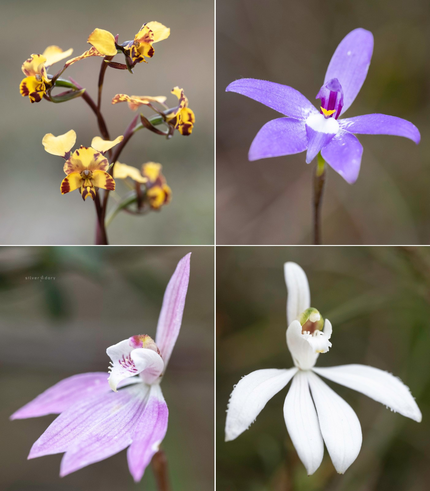 Early spring roadside orchids out near Mallacoota, Victoria.