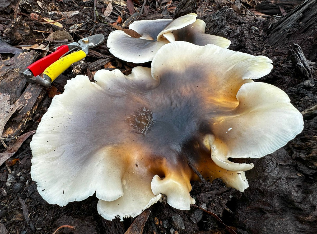 Ghost fungi (Omphalotus nidiformis) are starting to appear around Corunna, NSW after a week of rain.