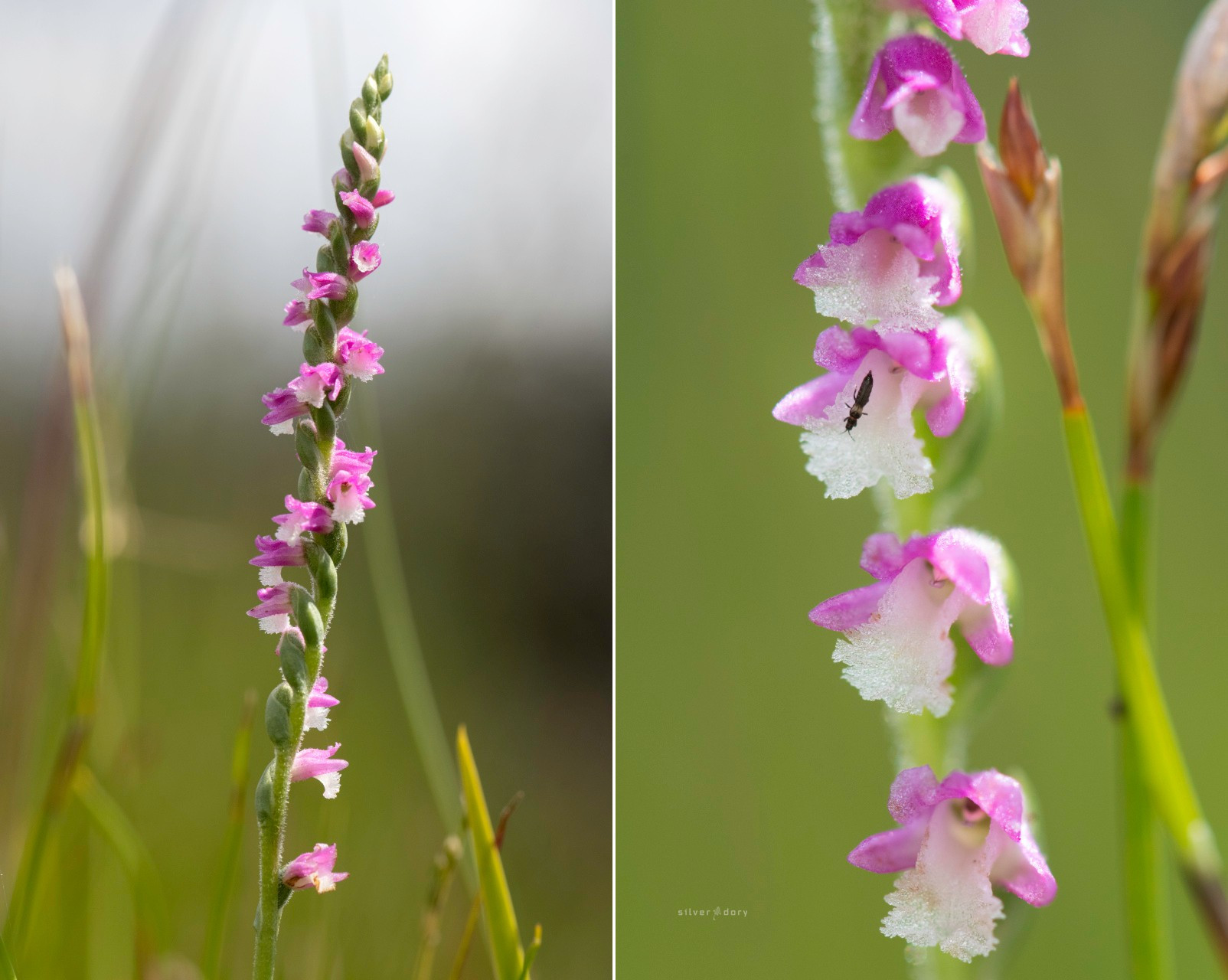 Terrestrial Orchids - Spiranthes australis (Austral Ladies Tresses) near Monga, NSW.