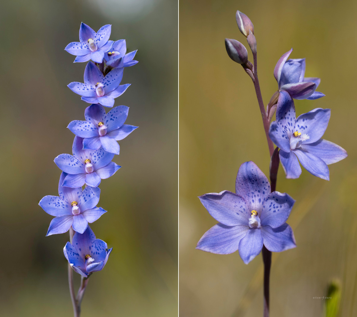 Spotted sun orchids (Thelymitra ixioides) in open grassland near Genoa, VIC.