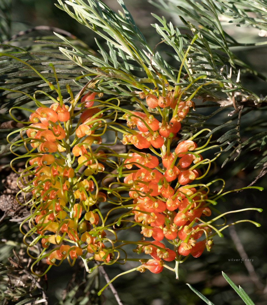 Grevillea stenomera (grafted/garden) Corunna, NSW.