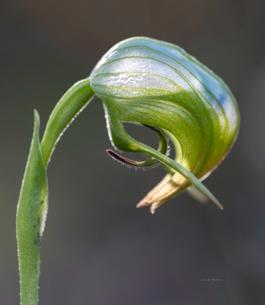 Nodding greenhood orchid (Pterostylis nutans) in flower near Gipsy Point, VIC.