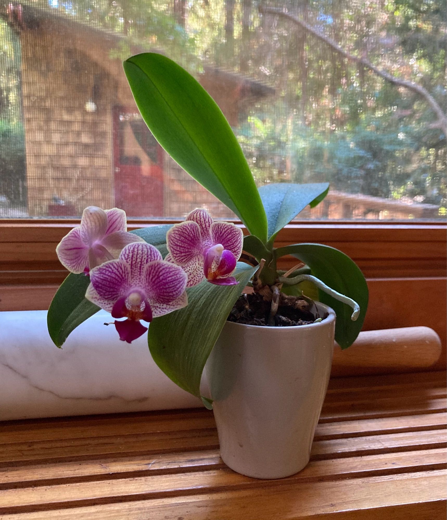 Some orchid (?) thingie i brought home from work bc they were going to throw it out (!) here it’s outgrown its container but doesn’t seem to mind either. Three purplish blooms like how