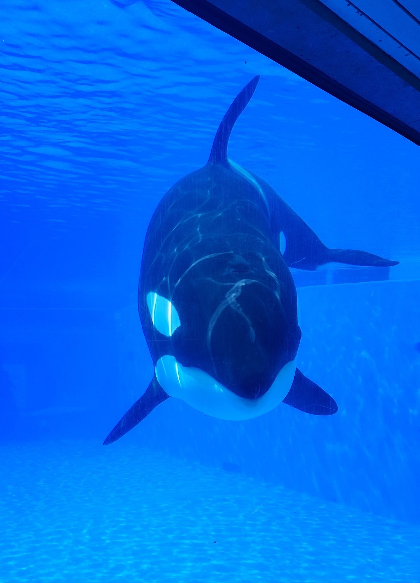 A female orca (killer whale) looking through a tank facing the camera