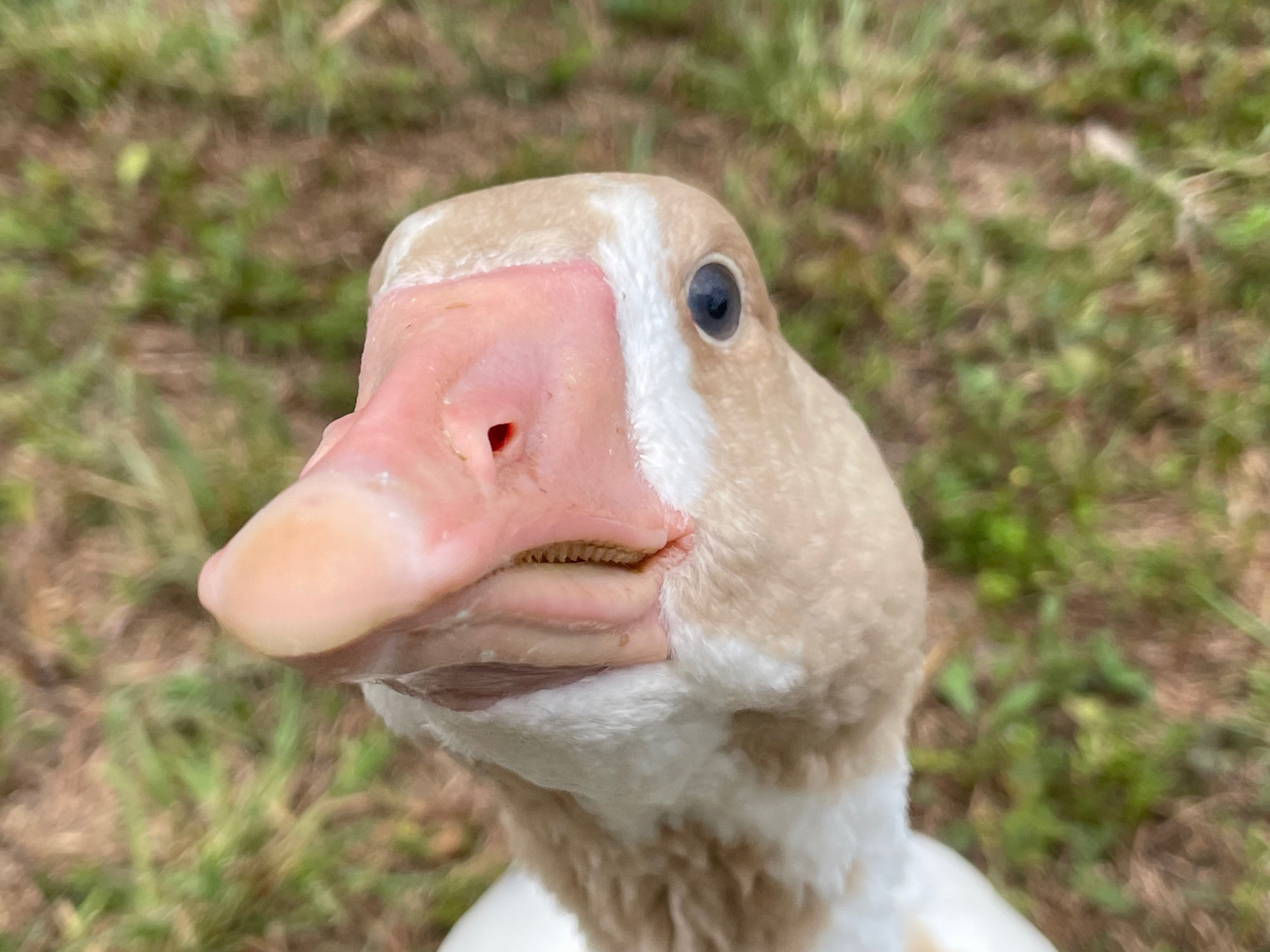 Closeup of the face of a buff and white goose with a pink bill.