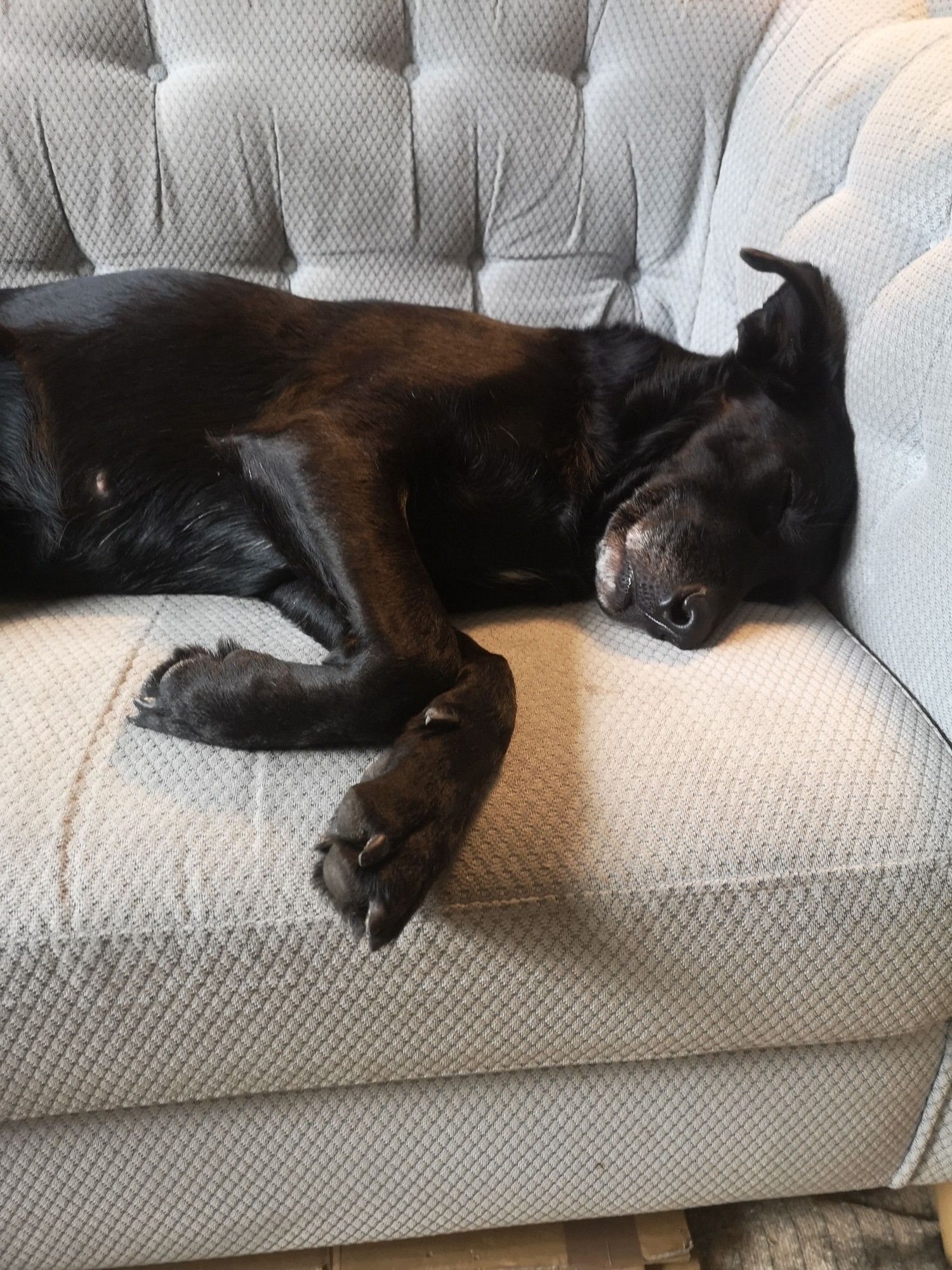 Ein schwarzer Labradormix liegt auf dem Sofa und schläft. Es sieht aus als würde sie lächeln.