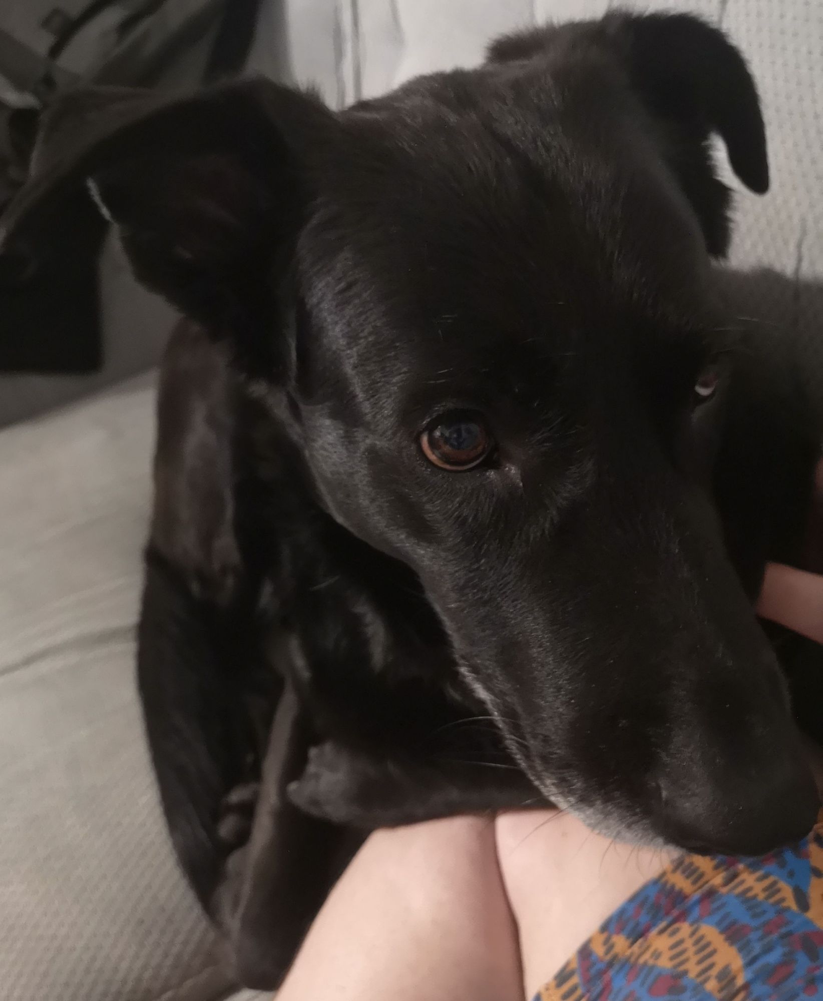 Ein schwarzer Labradormix liegt auf dem Sofa und kuschelt sich auf ein Menschenbein.