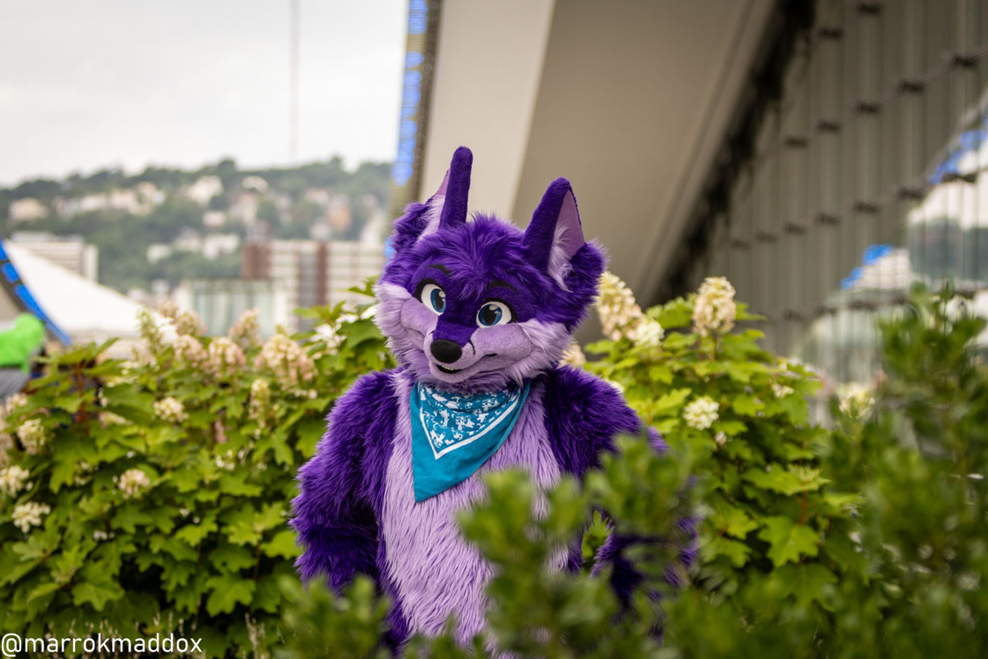 Niqnaq fullsuit among bushes