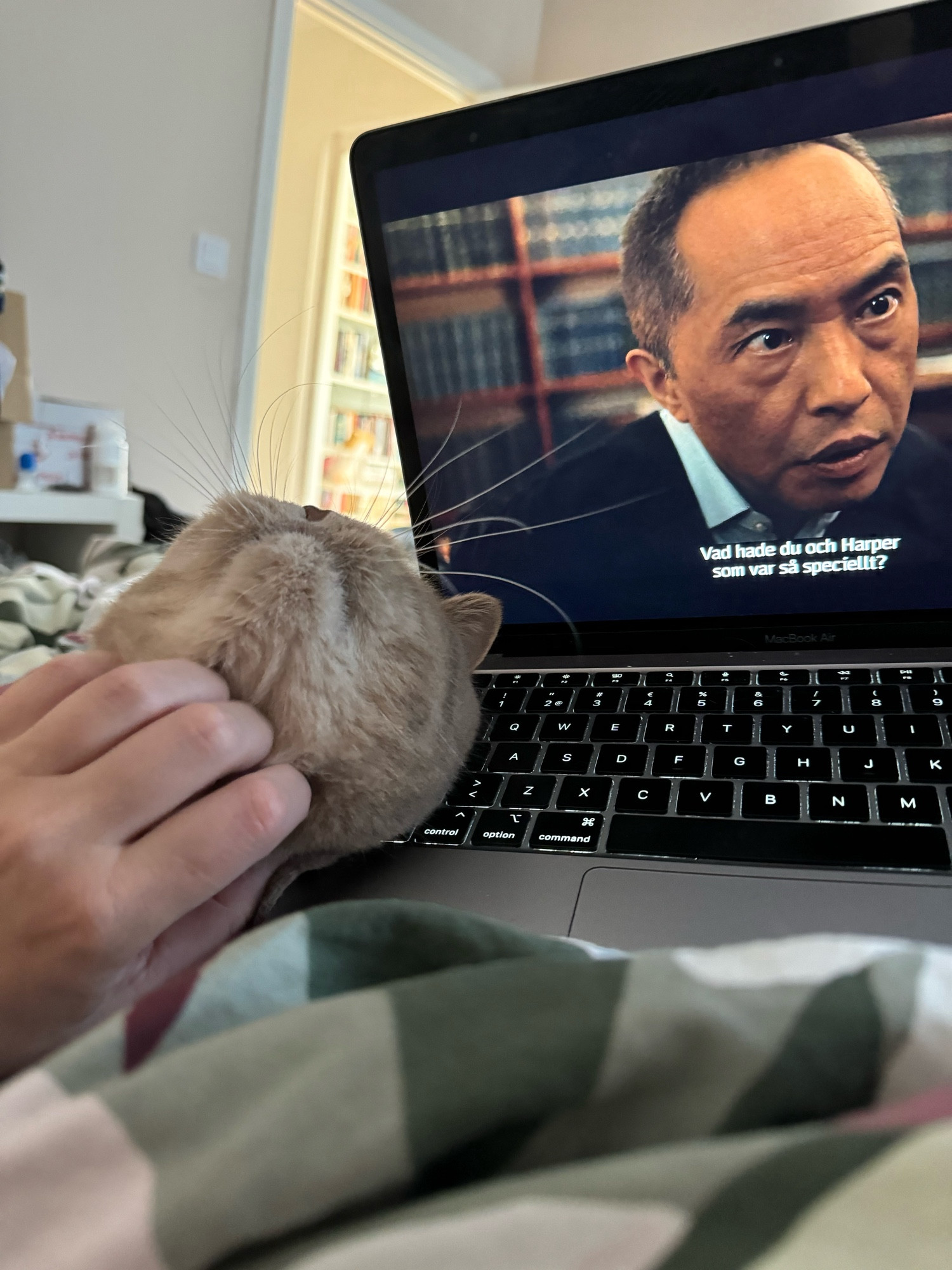 Katt som blir kliad under hakan i en säng med en laptop bredvid katten.