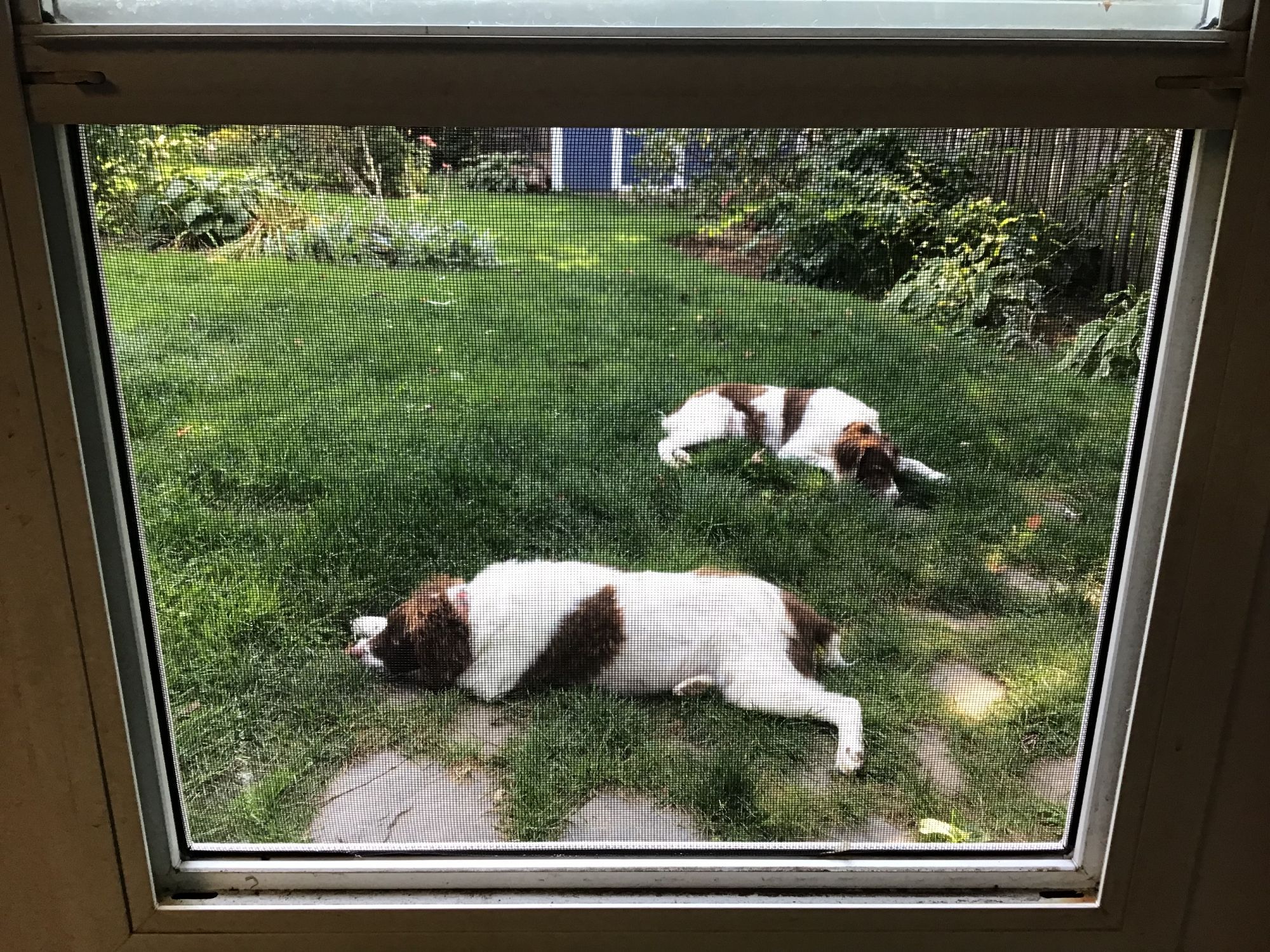 Nap time for Zoey and Stella