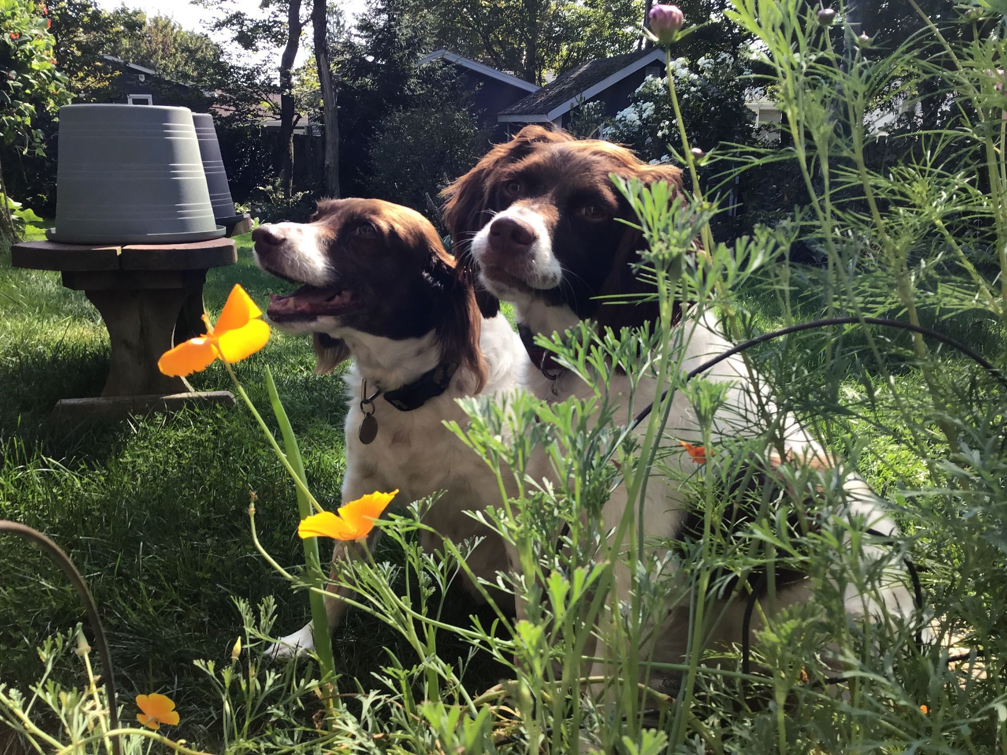 Zoey and Stella are helping dad in the garden