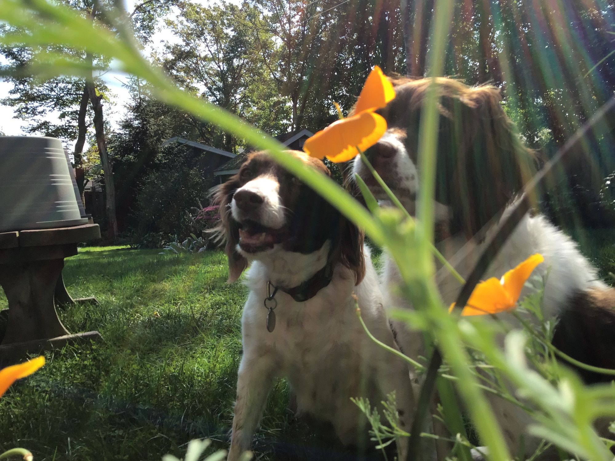 Magical rays shine down on two brittany spaniels