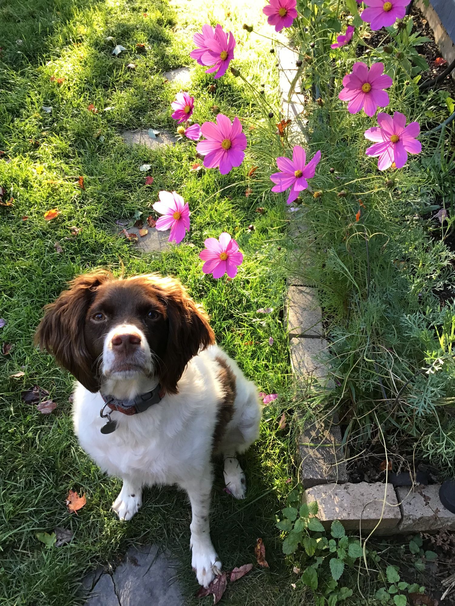 Stella the Brittany is stopping to smell the flowers.