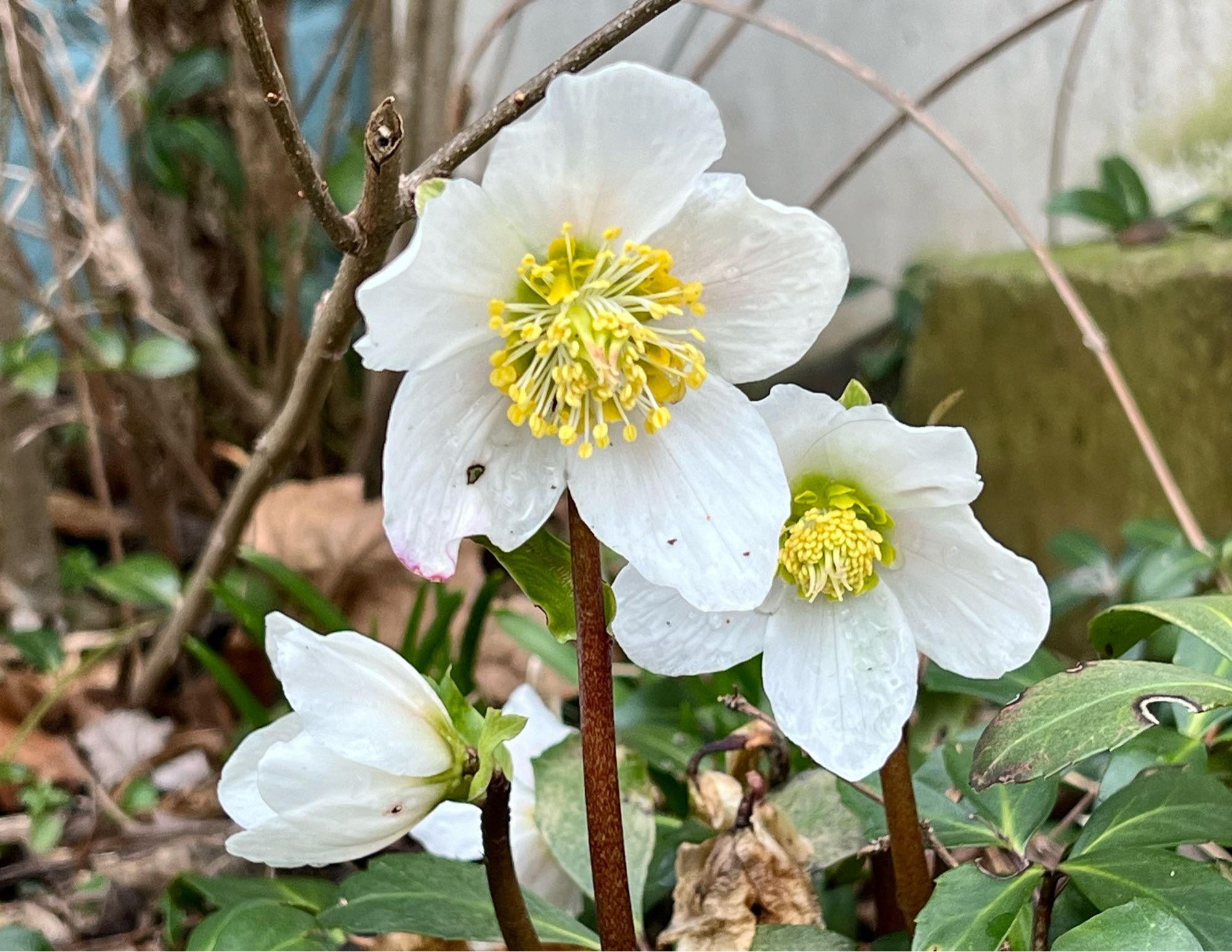 Cluster of three white hellebore with yellow centers