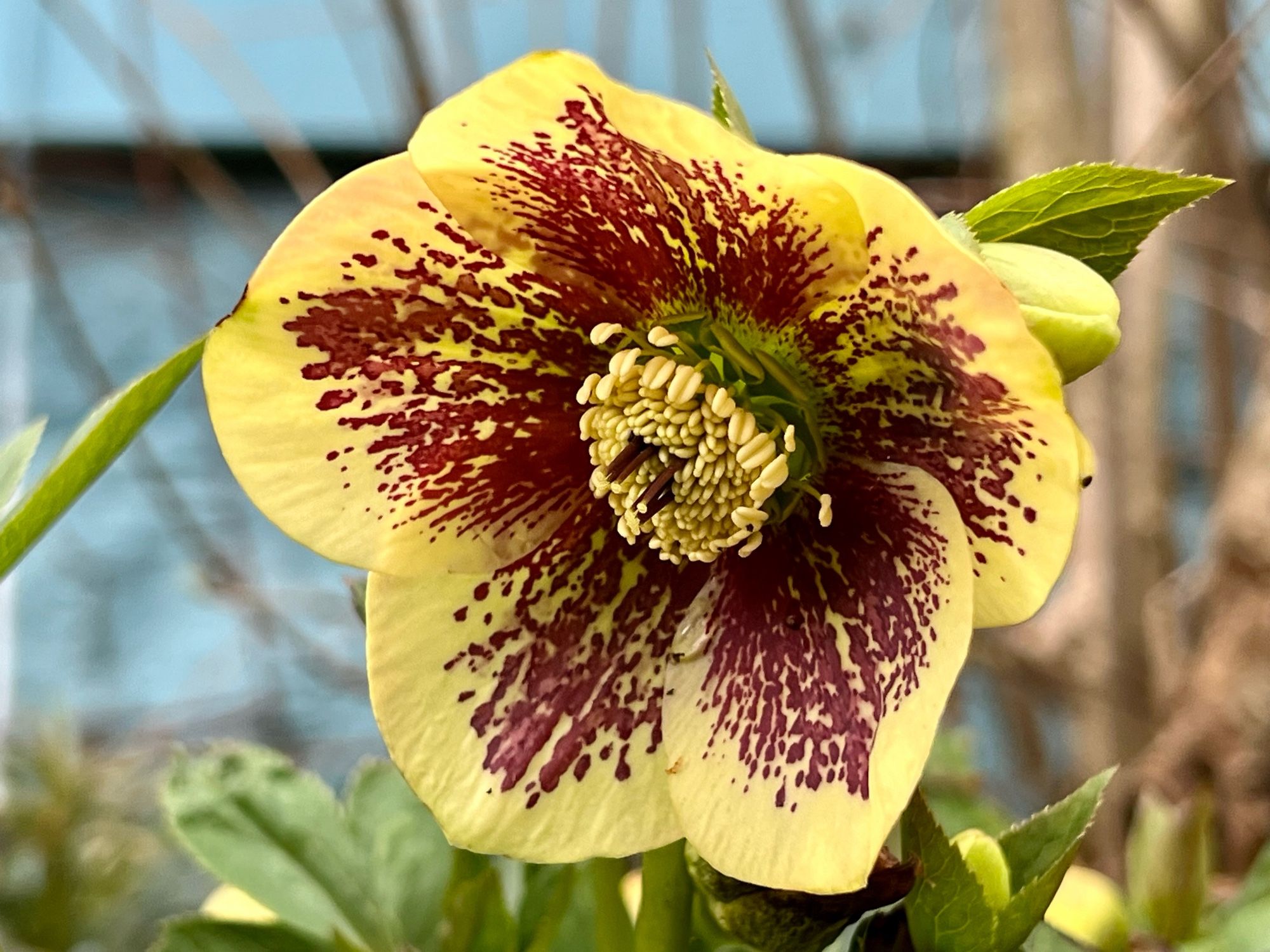 A single bloom of a creamy yellow hellebore with reddish speckles