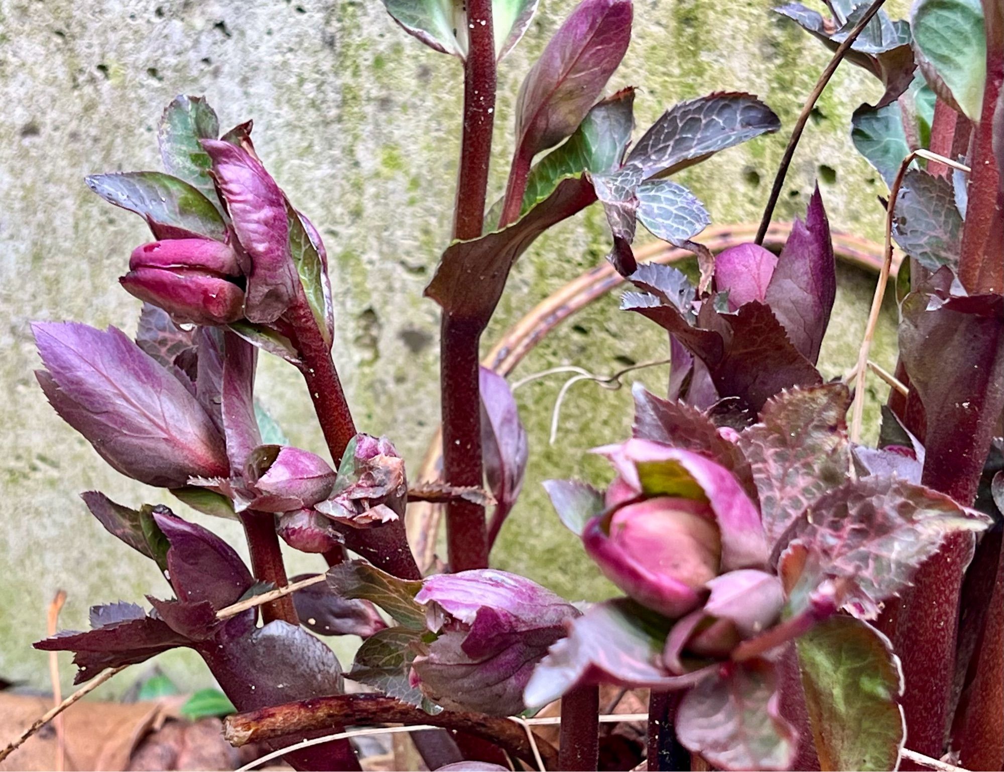 Dark red hellebore plant covered with red buds