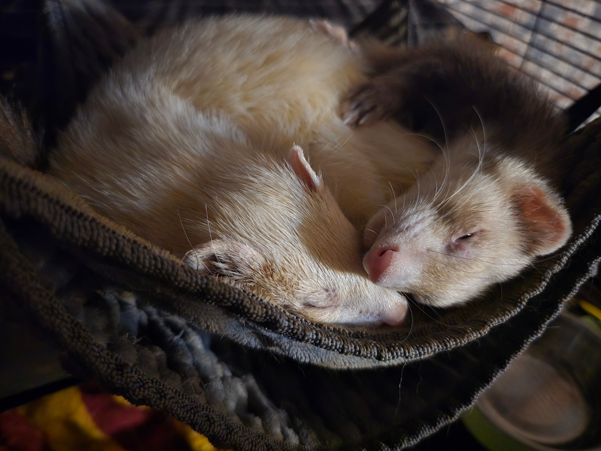 2 sleepy ferrets huggin