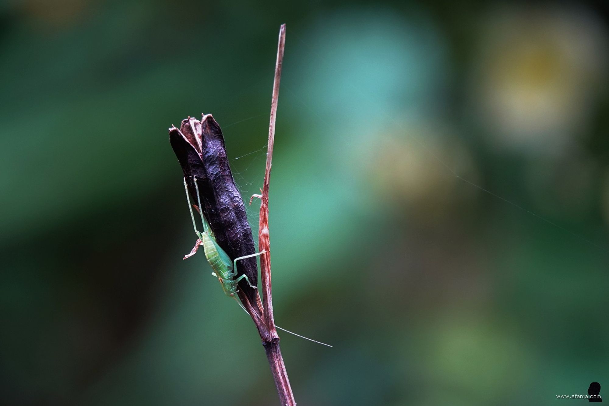 een sprinkhaan op een zaaddoosje in de tuin