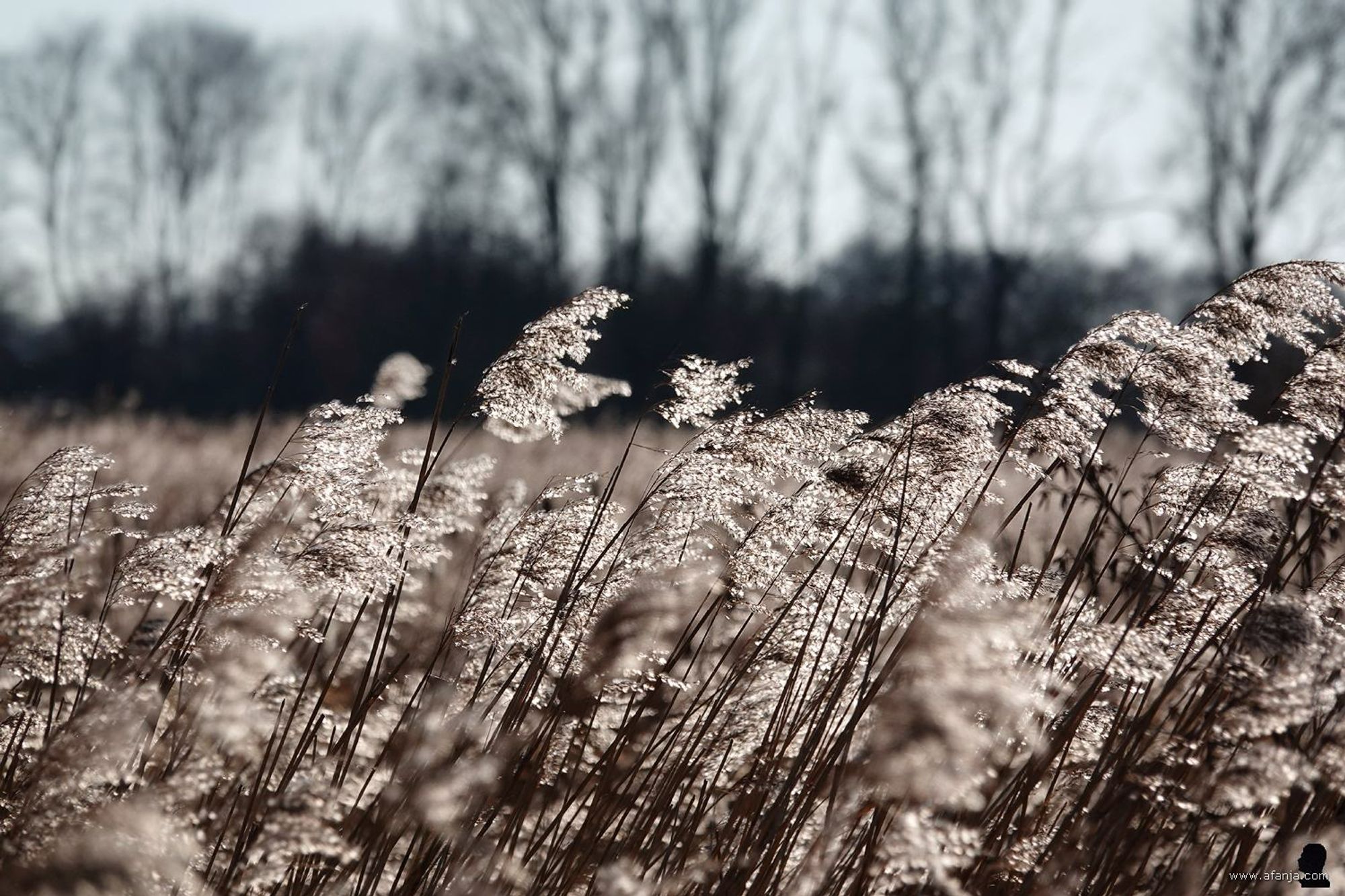 wuivend riet wachtend op de rietsnijder