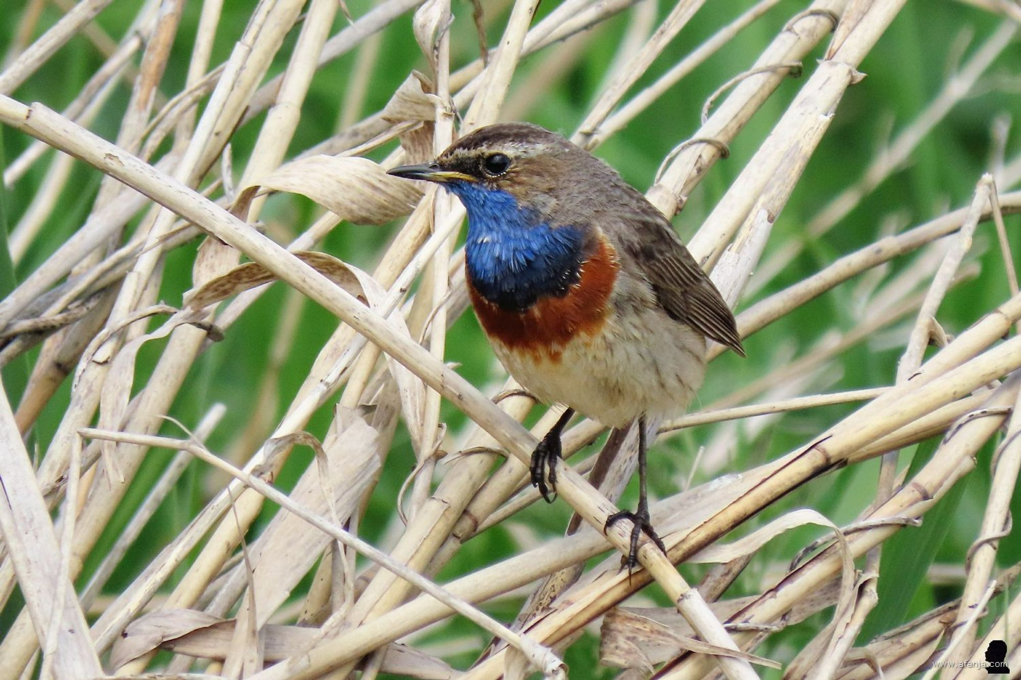 een blauwborst in het riet