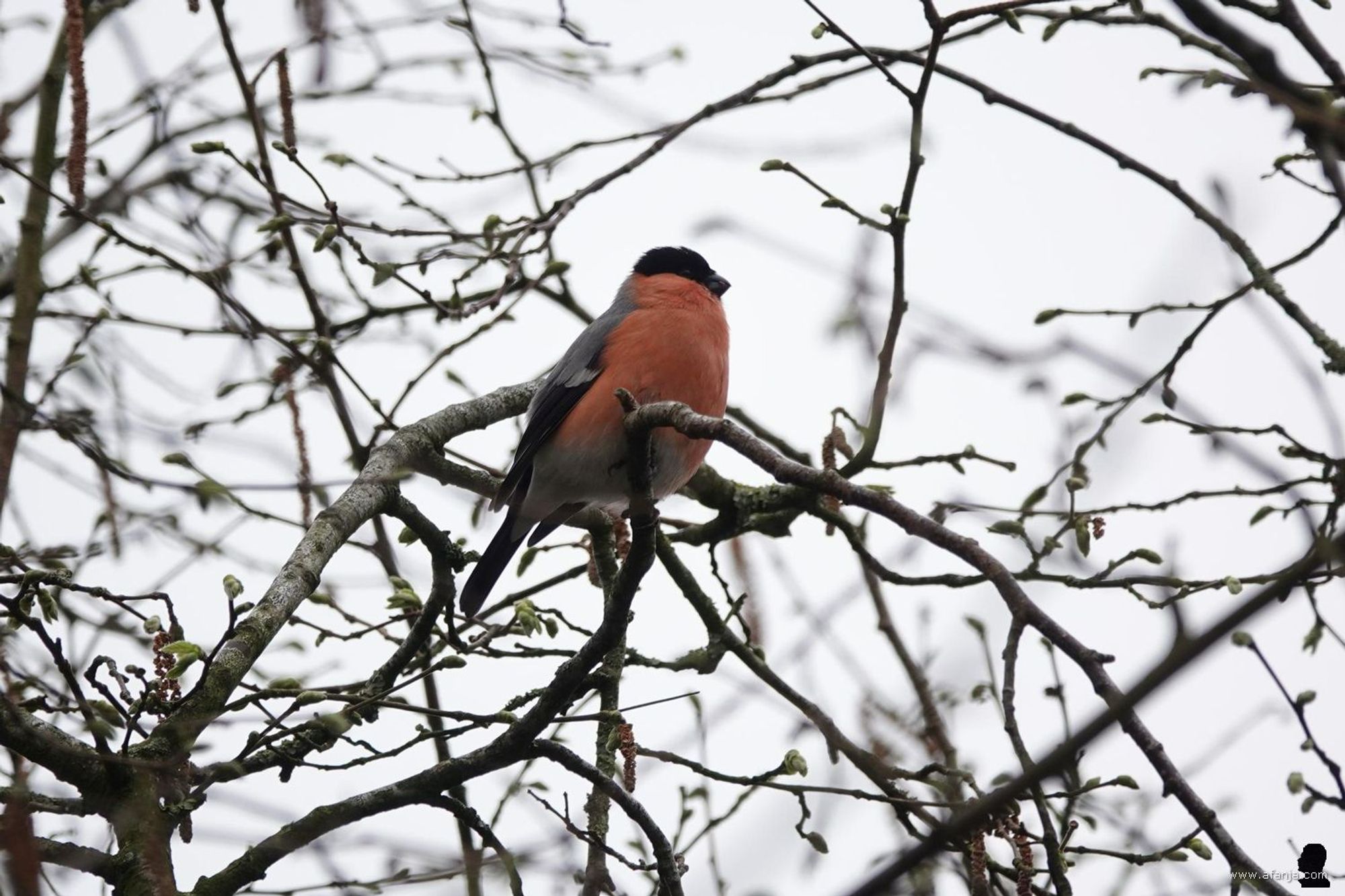 een goudvink in de tuin