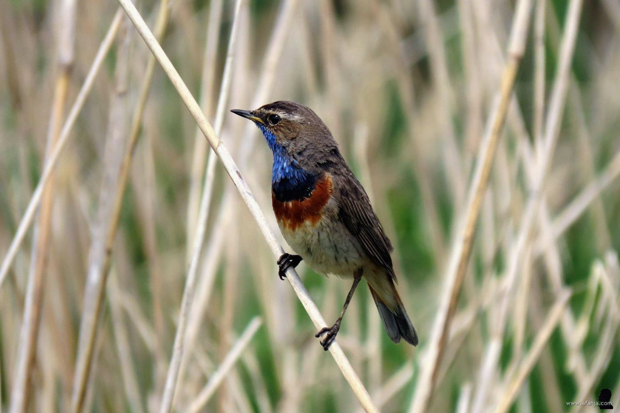 een blauwborst in het riet