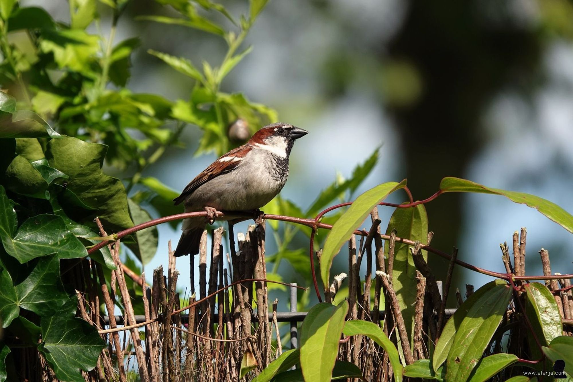 een huismus is neergestreken op de heidemat-schutting in de tuin