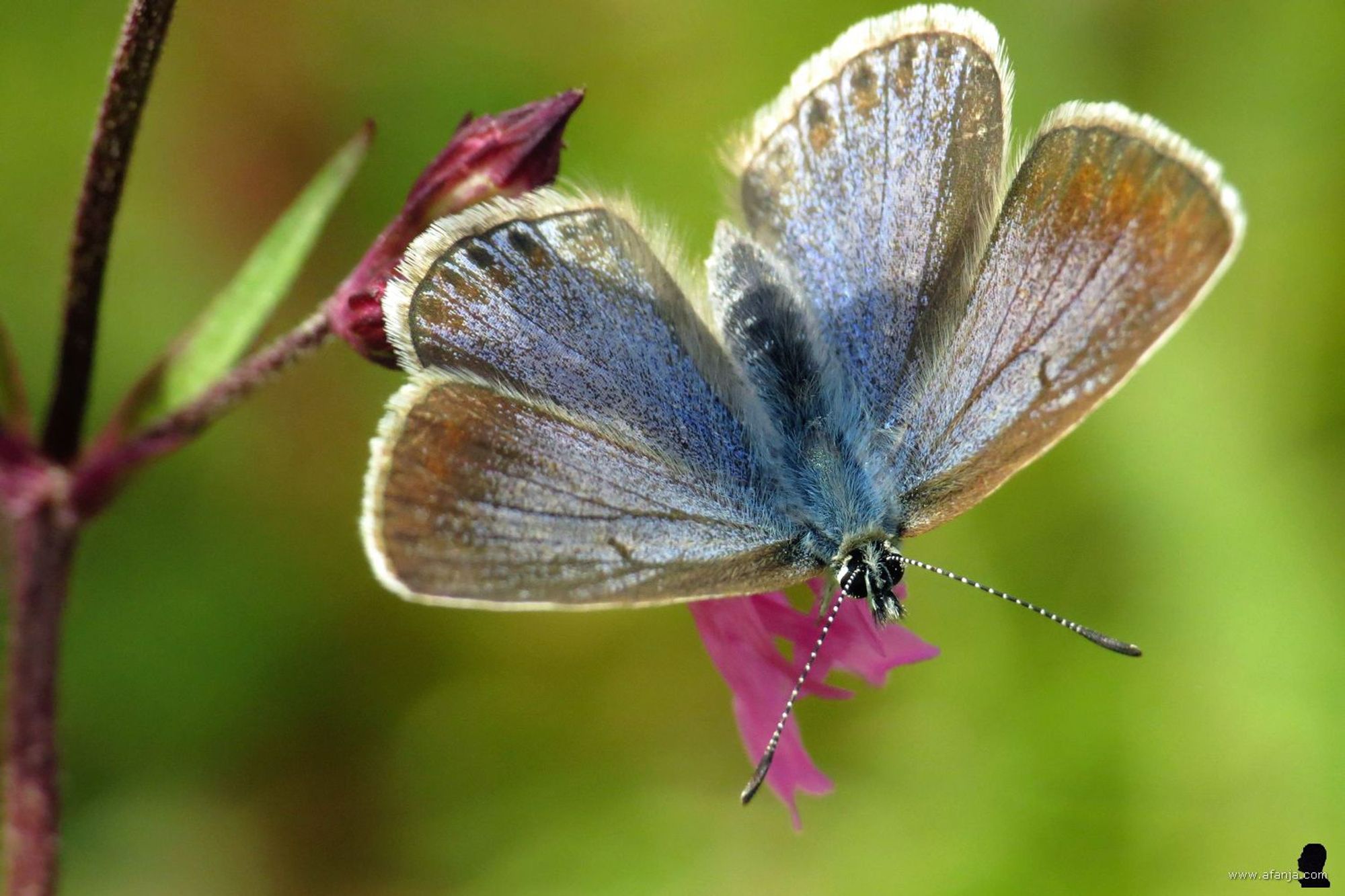 een icarusblauwtje op een roze bloem