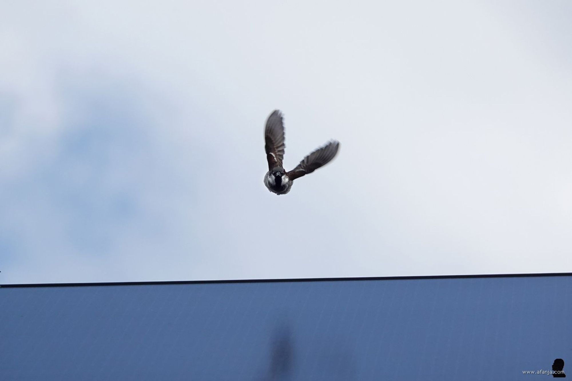 een huismus is net opgevlogen van de nok van het dak