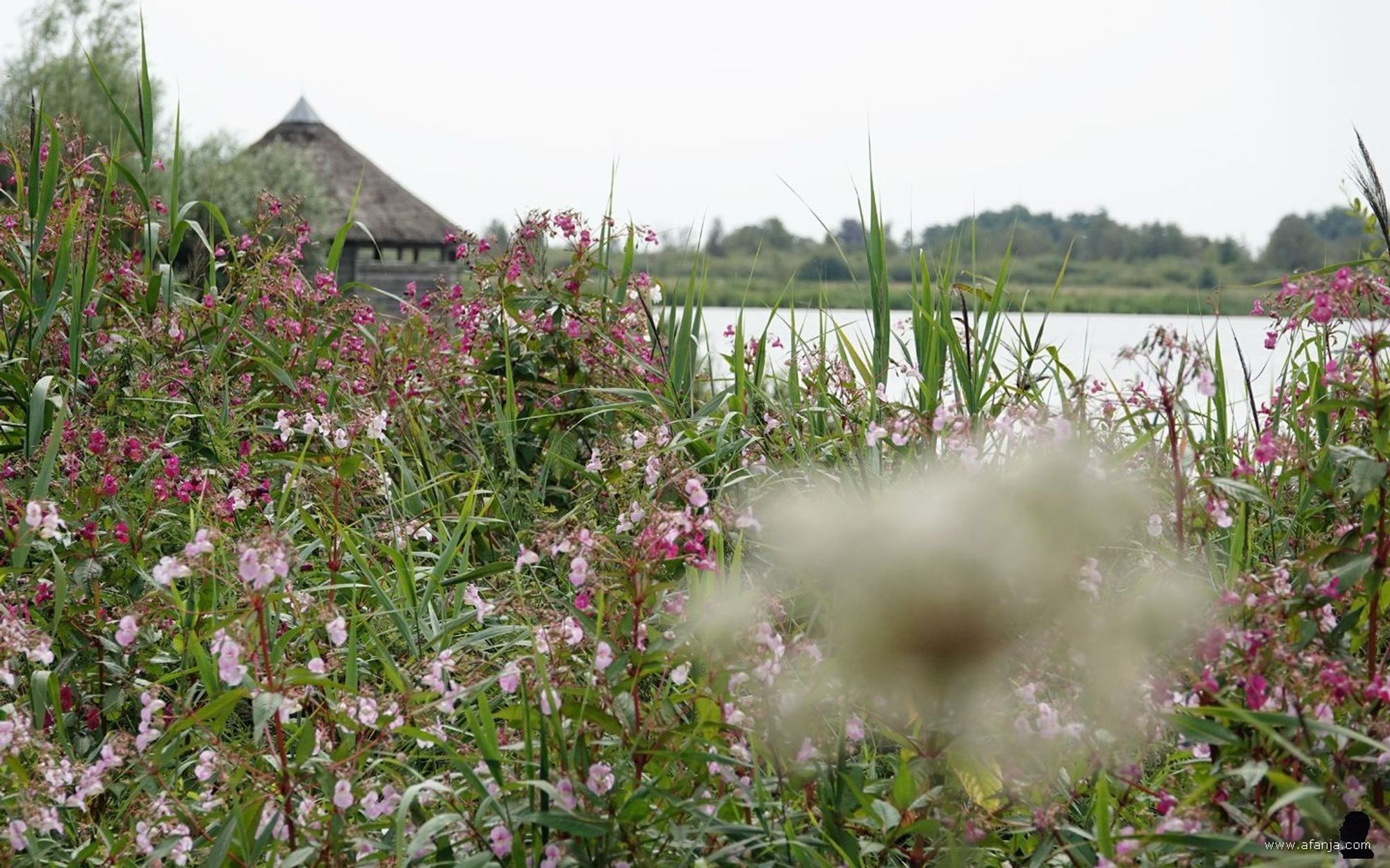 op de achtergrond reuzenbalsemien en een vogelkijkhut, op de voorgrond vaag zichtbaar gewone engelwortel