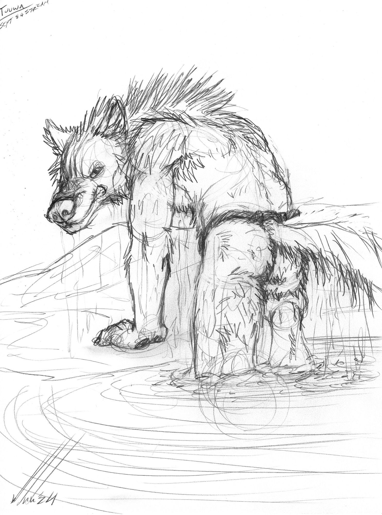 A sketch of a wolfman with dripping wet fur, stepping out of a natural spring in only a fundoshi, showing off his posterior. He is growling towards the viewer with his hackles raised in annoyance.