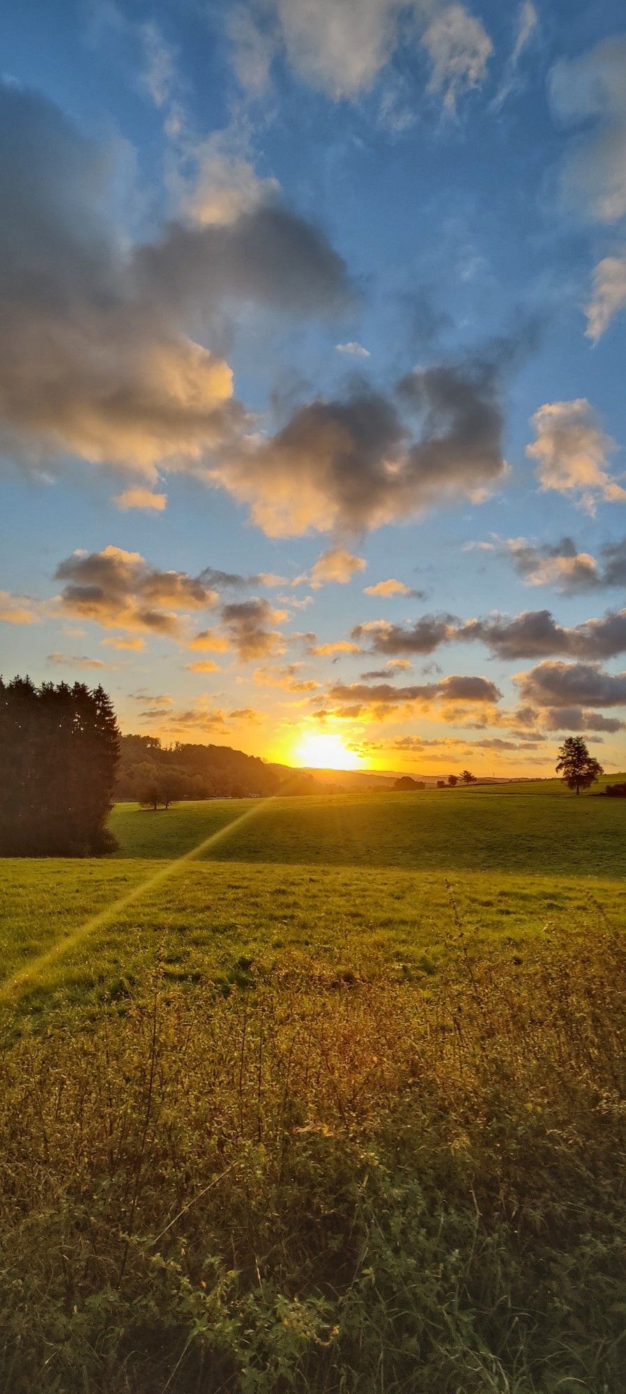 Das Bild zeigt eine weitläufige, grüne Wiese bei Sonnenuntergang. Der Himmel ist strahlend blau und mit weißen und goldenen Wolken durchzogen. Die Sonne steht tief am Horizont und färbt die Wolken in warmen Tönen. Im Vordergrund sind hohe Gräser zu sehen, die im Wind wiegen. Im Hintergrund erstreckt sich die Wiese bis zu einem Waldrand. Die Szene vermittelt ein Gefühl von Ruhe und Weite.