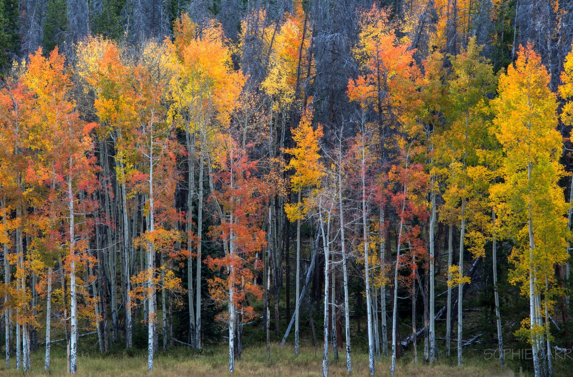 A forest at the edge of a meadow with some tall aspens with leaves in a variety of colours, including green, yellow, orange, and red.