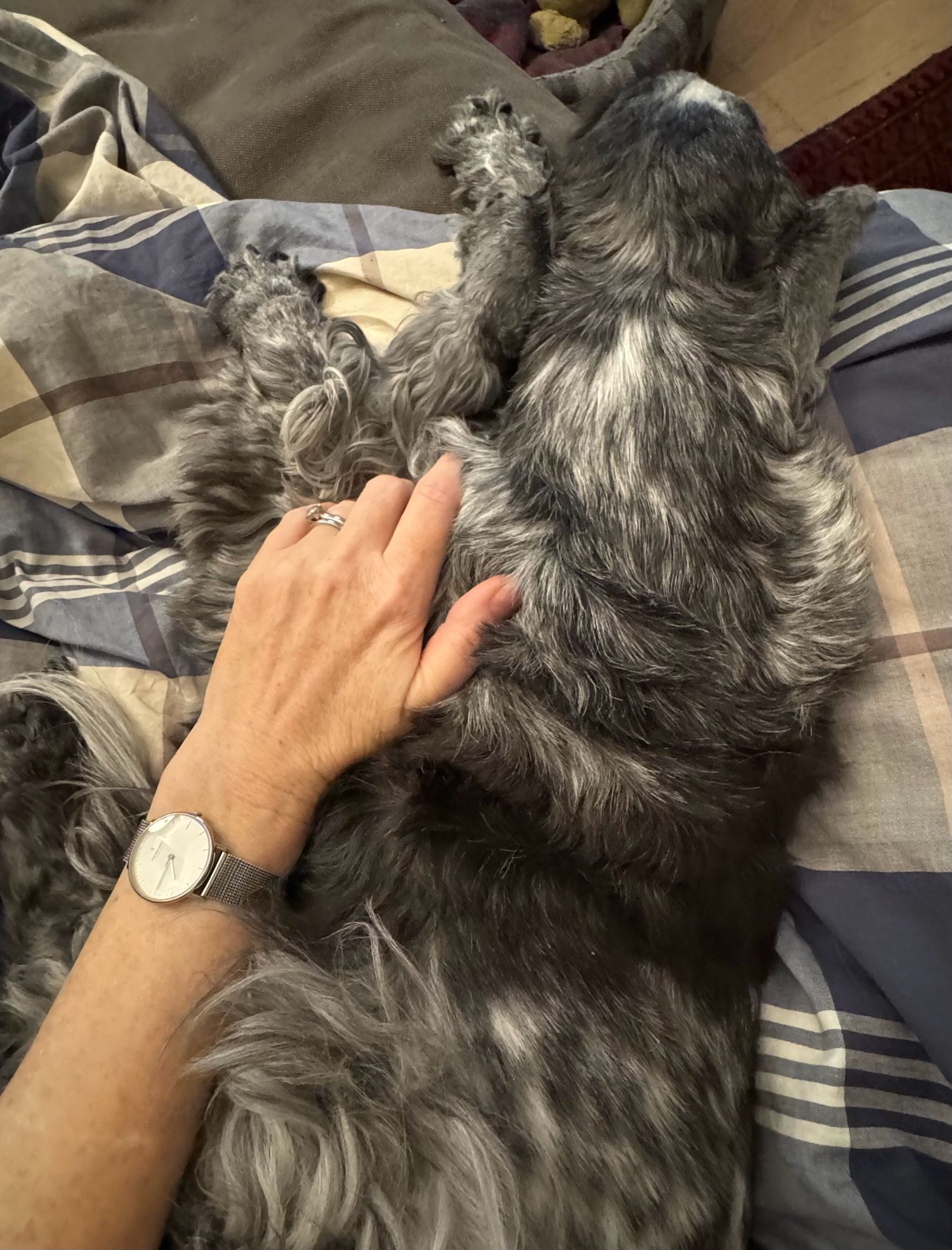 Picture of a blue roan cocker spaniel lying on a duvet against with my freckle arm on his back.