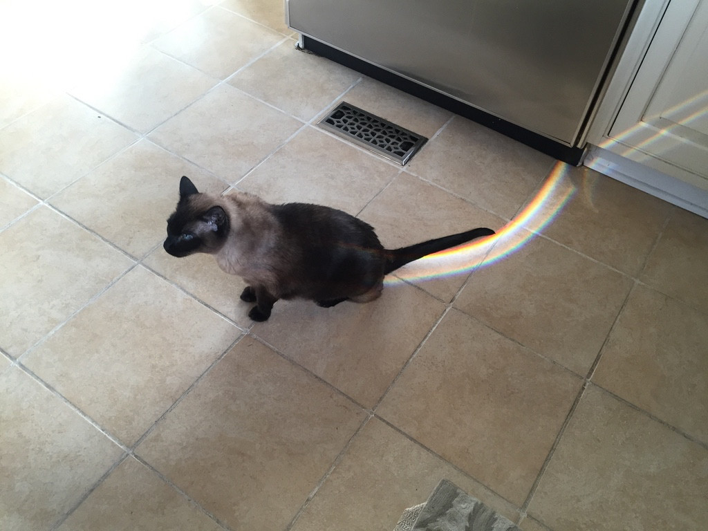 Quanta, our previous Siamese cat, rainbow light bouncing in a most curious way from/to his butt