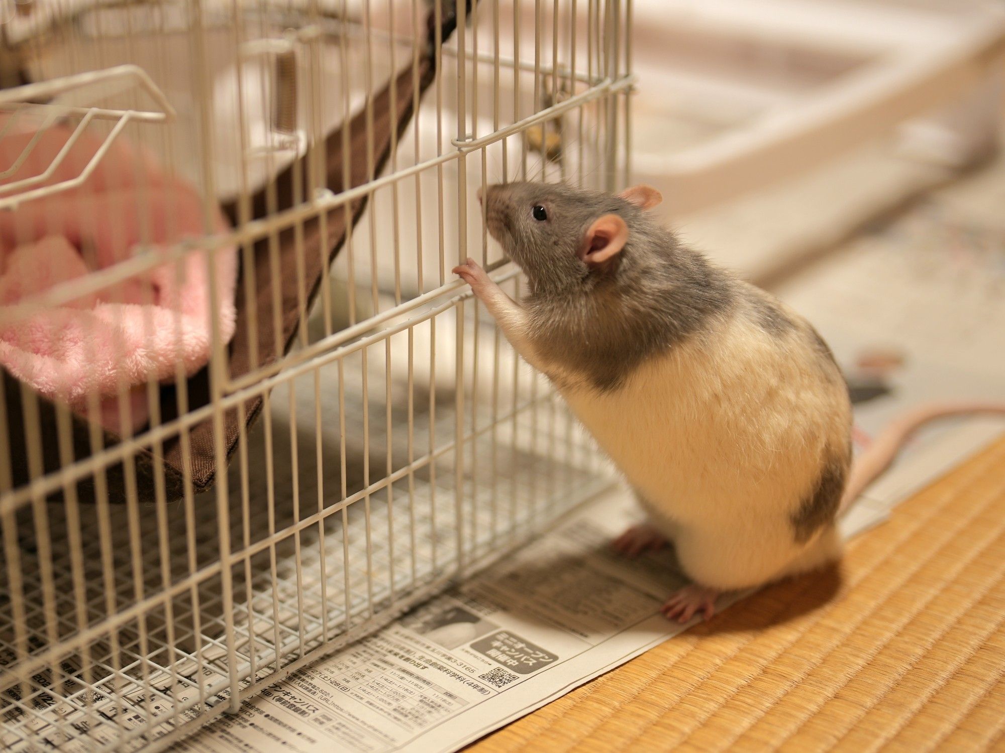 ファンシーラット
Fancyrat