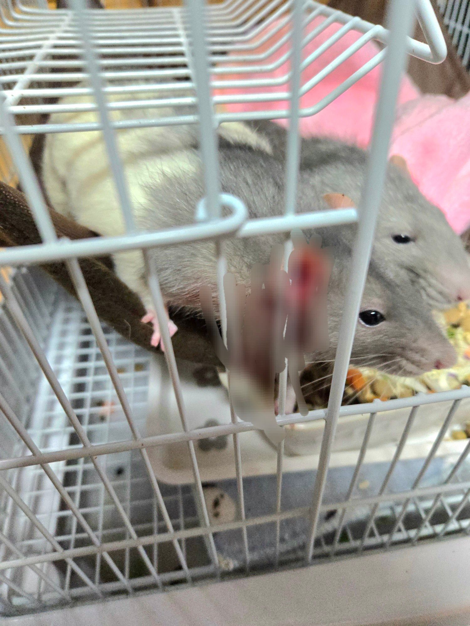 ファンシーラット
Fancyrat