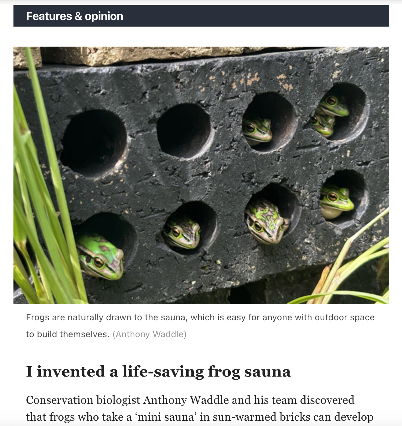 Nature headline "I invented a life-saving frog sauna." Photo of said frogs in said sauna