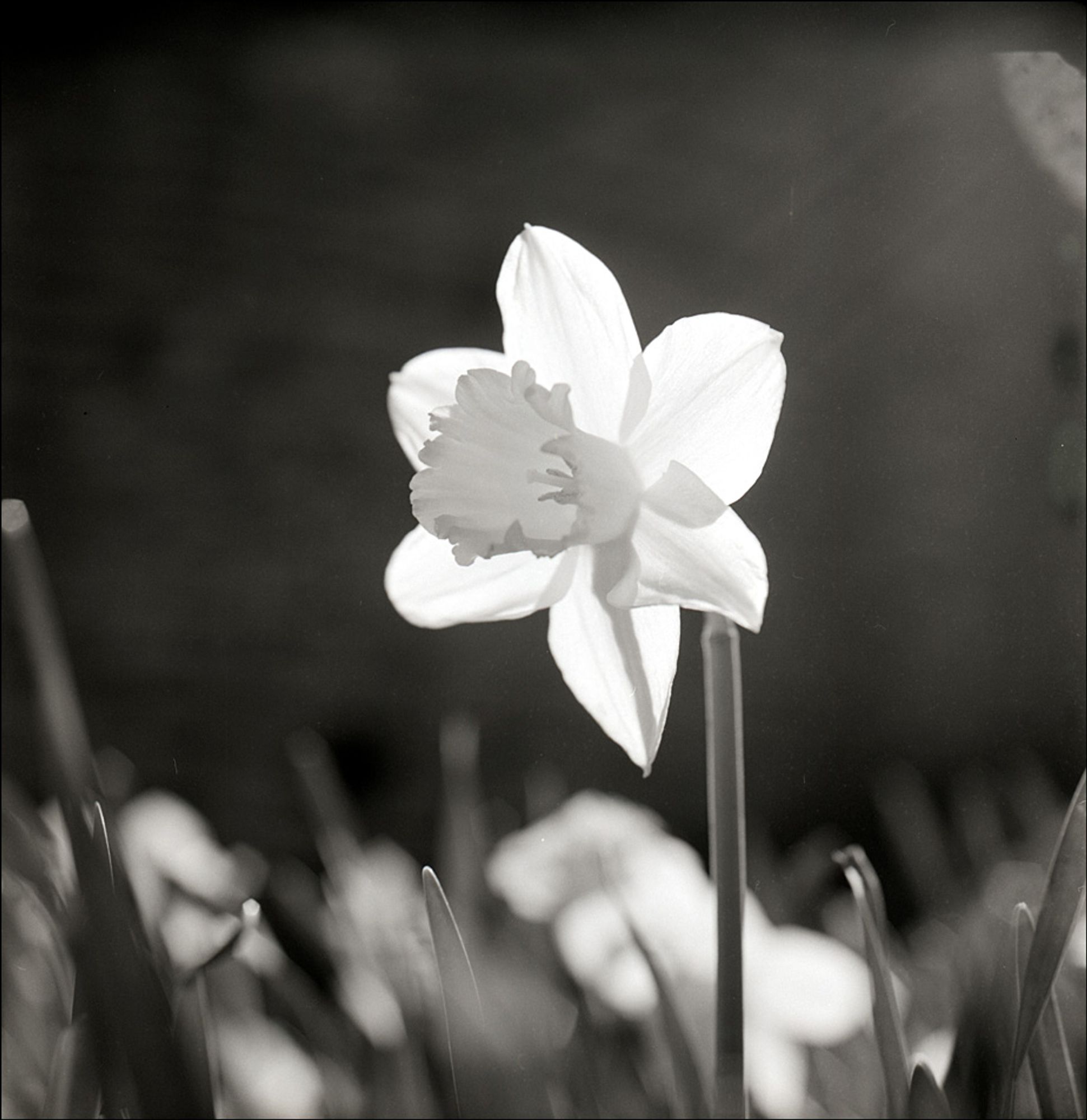 Daffodil in the park at Crickhowell, Wales. 2009.