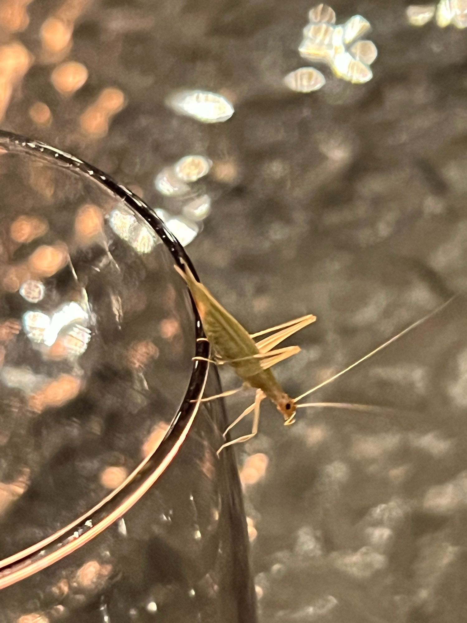 A small light green tree cricket hanging on the side of my wine glass