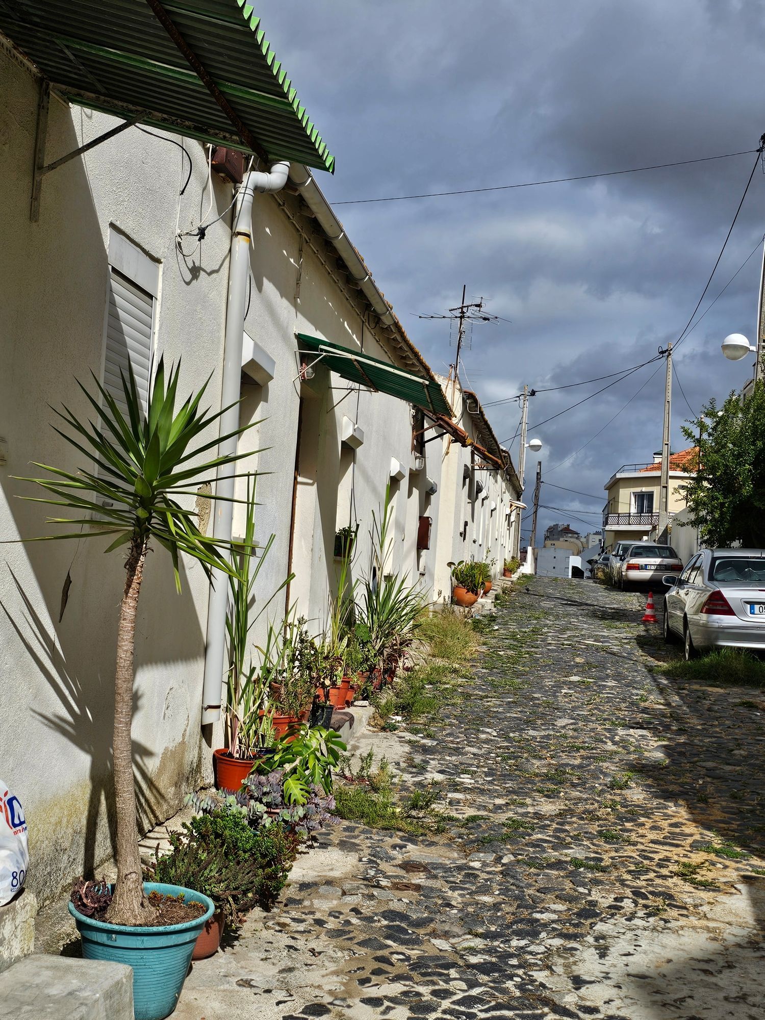 Houses in the sun light, plants in front of the on the street