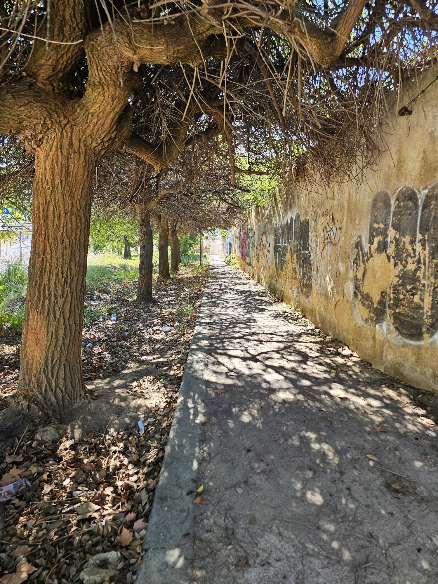 Alley of trees creating shade mixed with sunlight