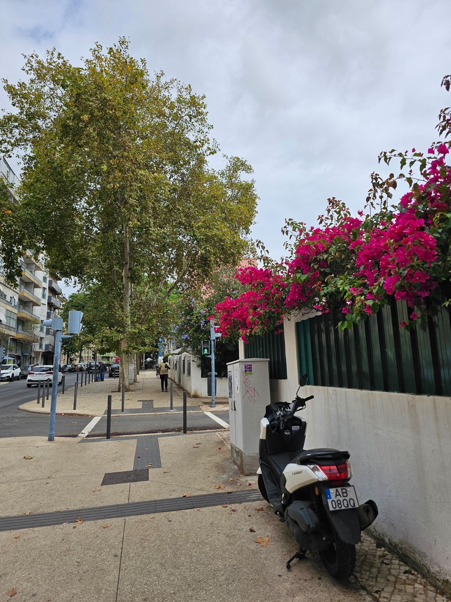 Bougainvillea and sycamore trees in Penha da França