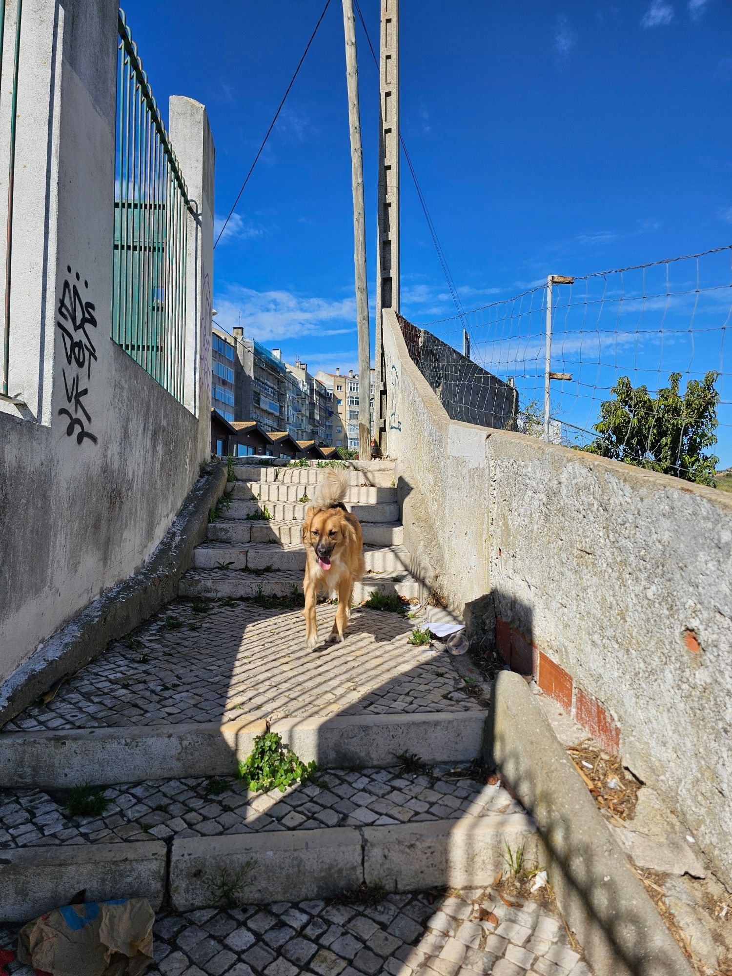 Zen walking down stairs