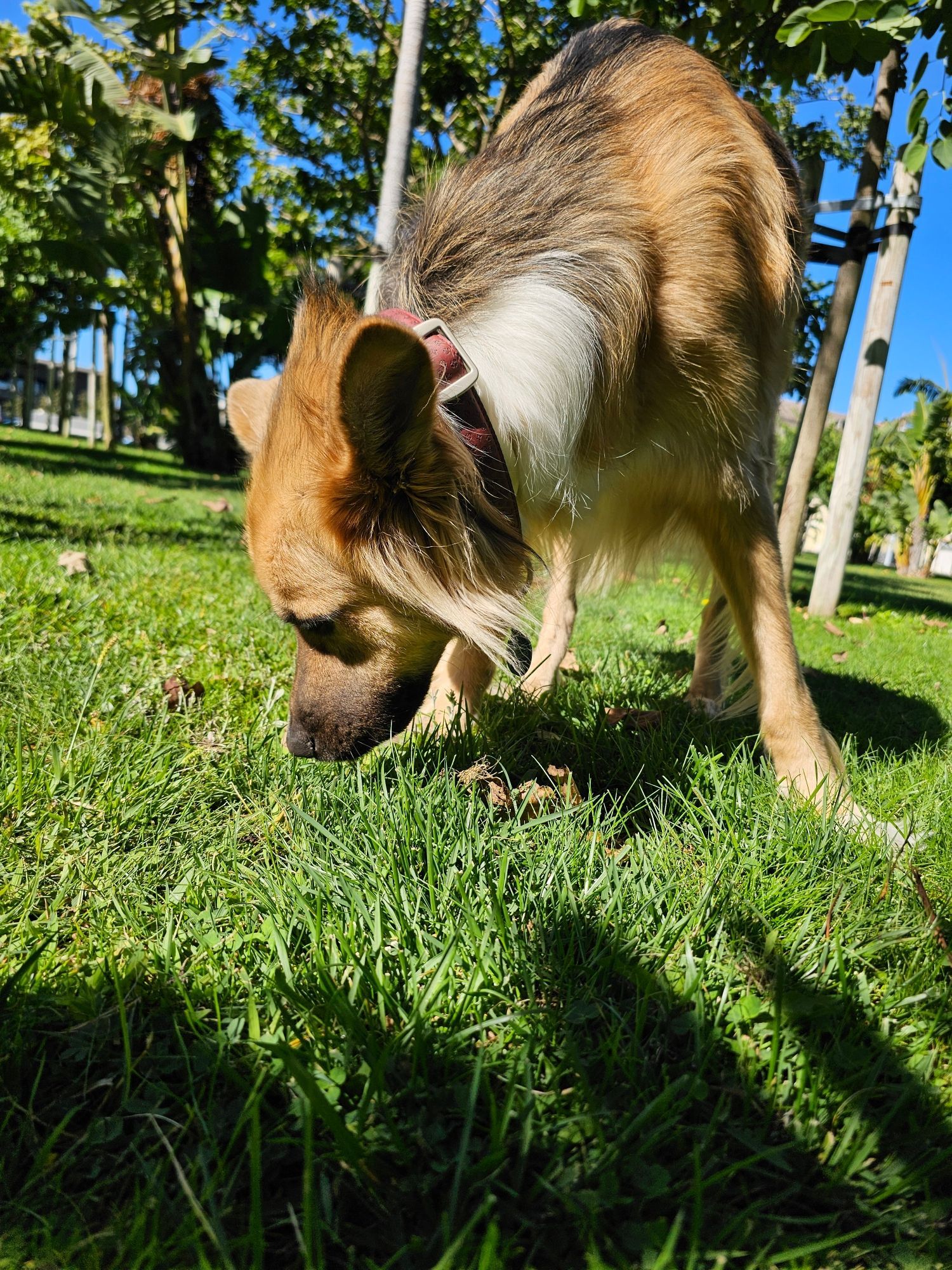 Zen sniffing in the grass